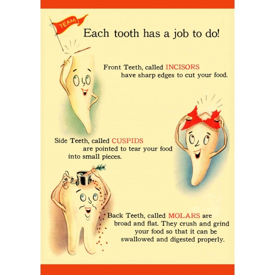Each Tooth has a Job Poster Plates Each Tooth has a Job Poster Plates Zahnsply Dental Poster Plates Rs.178.57