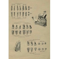 Vintage Tooth History Poster Plates