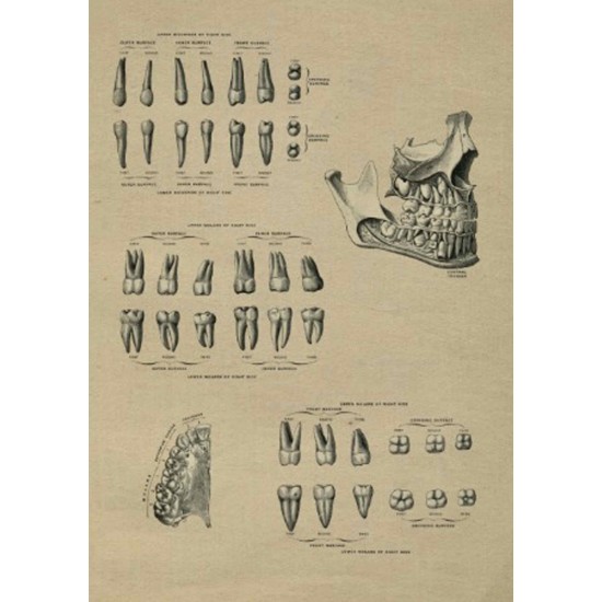 Vintage Tooth History Poster Plates Zahnsply Dental Poster Plates Rs.178.57