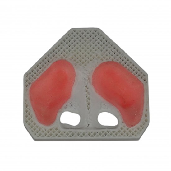 Sinus Lift Models V-Invent Hands On Models Rs.3,808.57