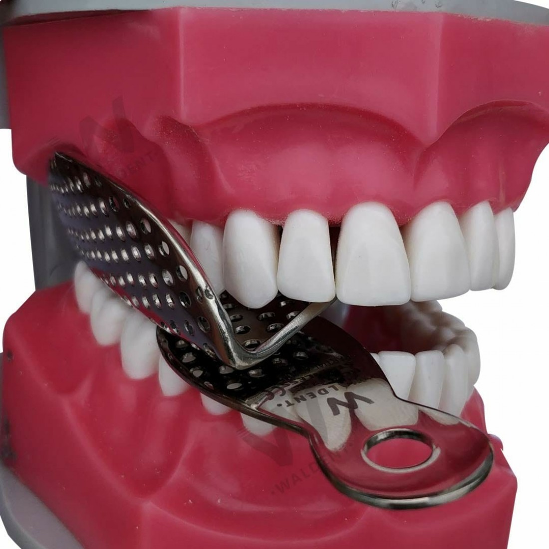 Buy Adjustable Impression Trays WALDENT Online at Lowest